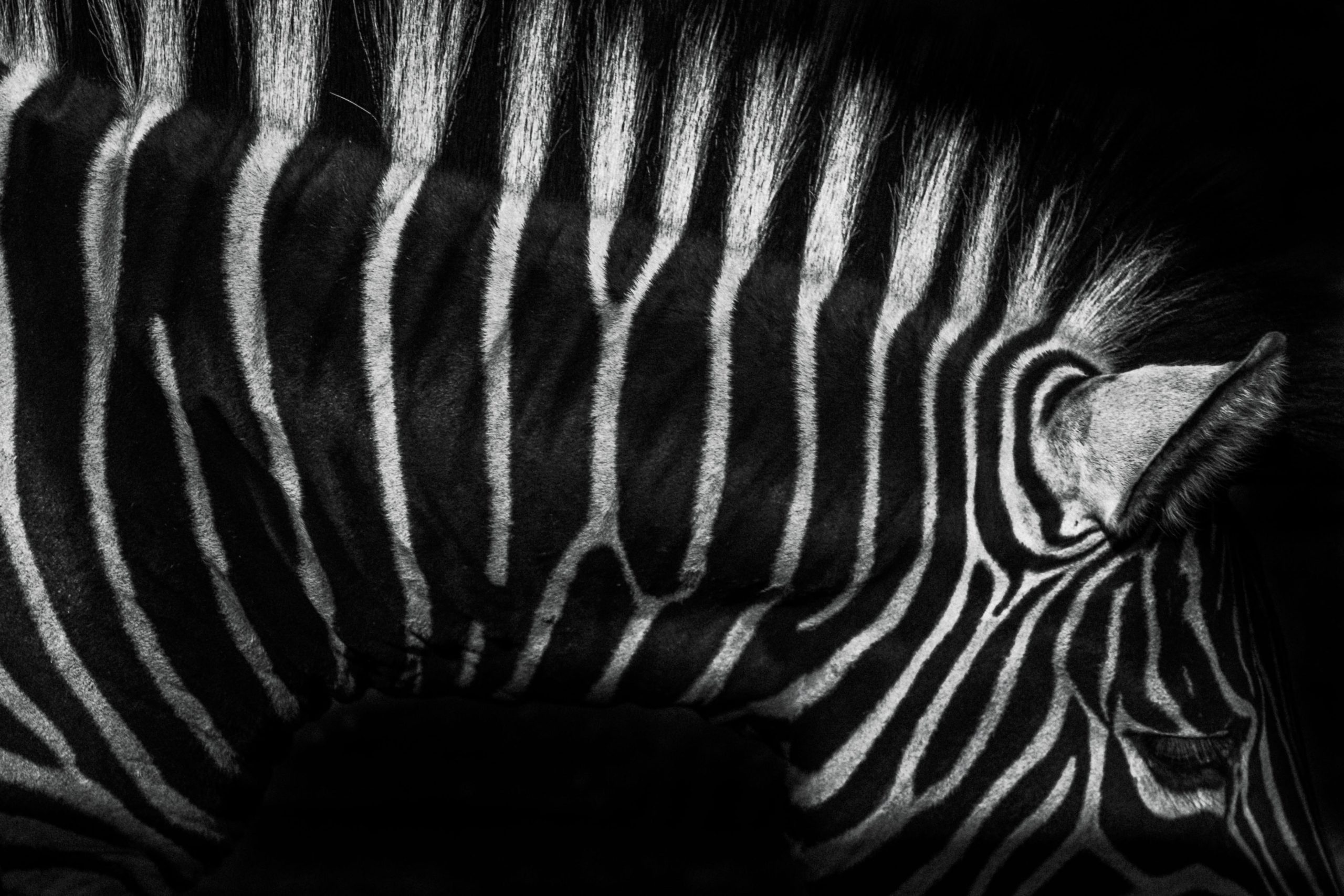 Black and white zebra stripes